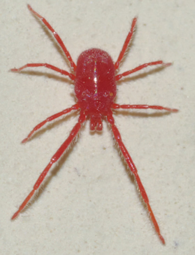 Erythraeidae: Balaustium?